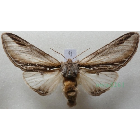 Pheosia tremula (Clerck, 1759) female Garbatka osinówka Czech4j